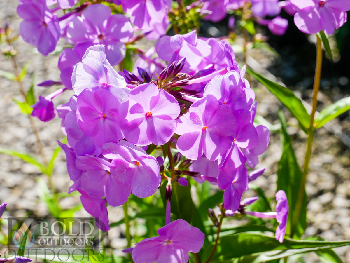 Fashionably Early Princess Phlox