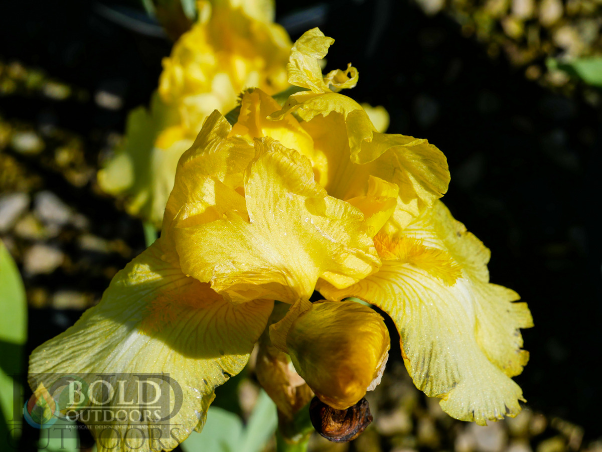 Harvest of Memories Bearded Iris