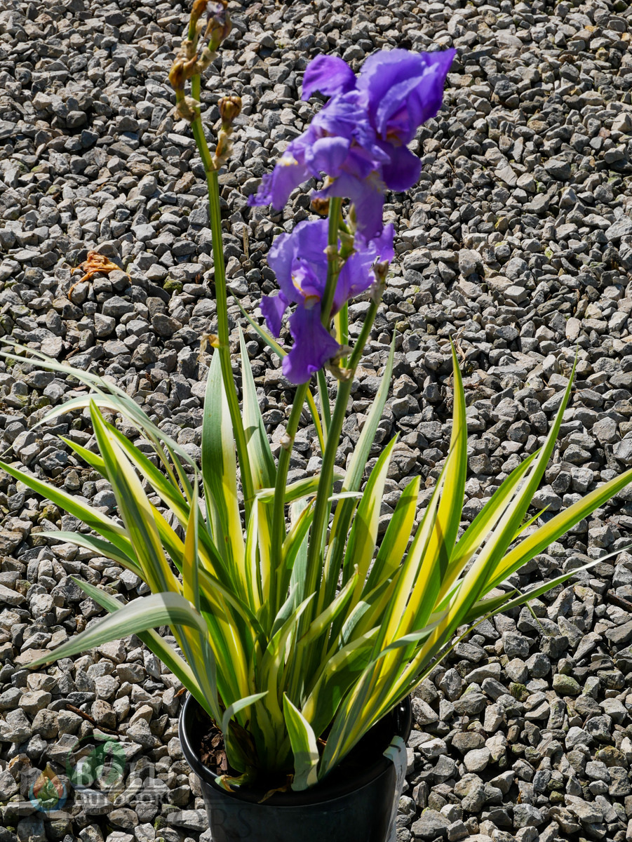 Zebra Siberian Iris Yellow Variegated