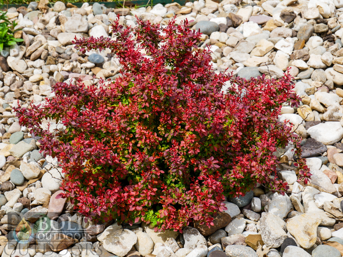 Admiration Barberry