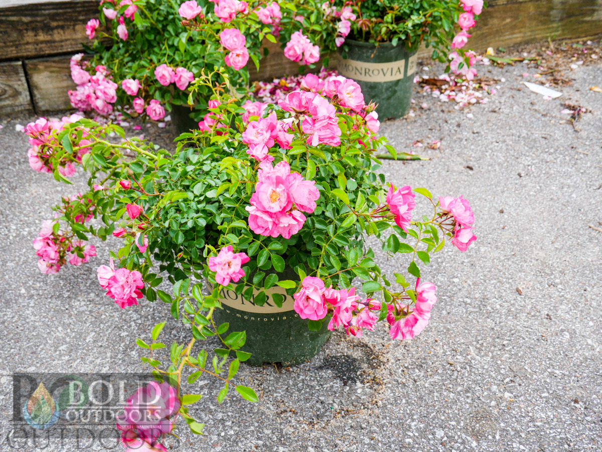 Flower Carpet Pink Splash Rose