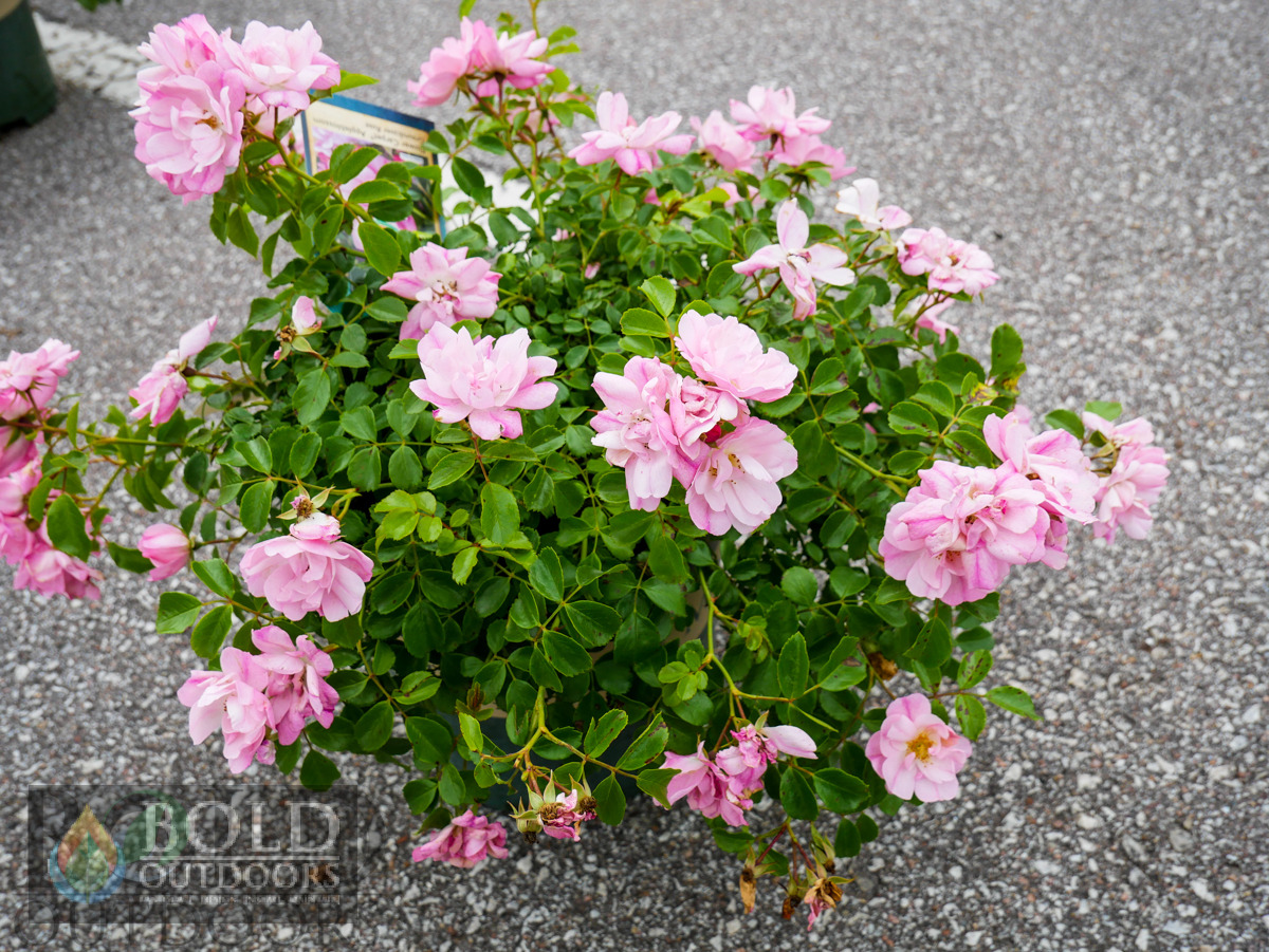 Flower Carpet Appleblossom Rose
