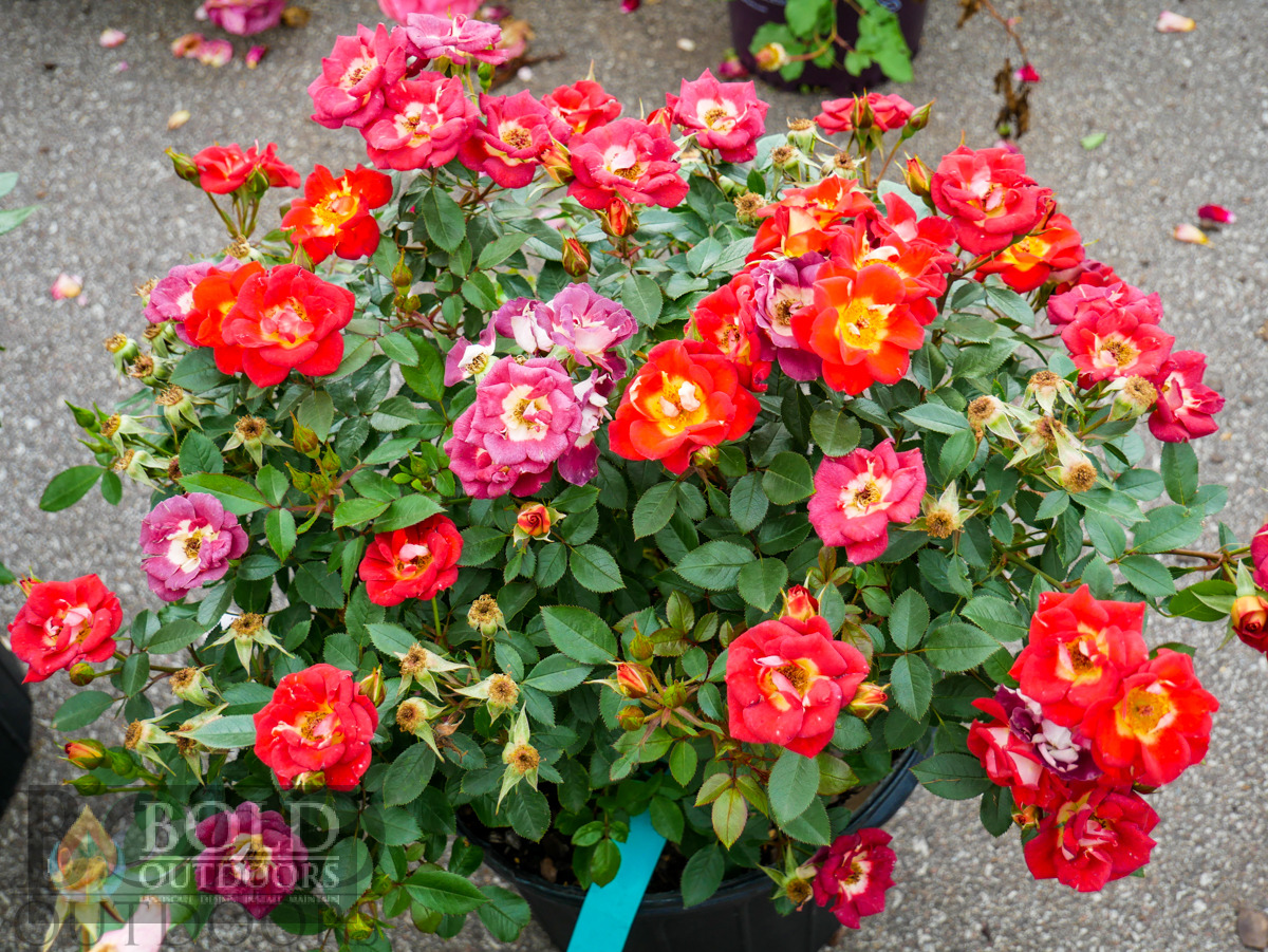 Hot & Sassy Rose
