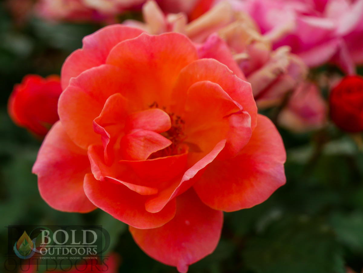 Coral Knock Out Rose