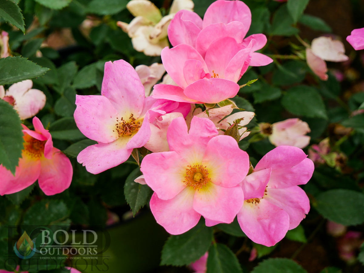 Rainbow Knock Out Rose