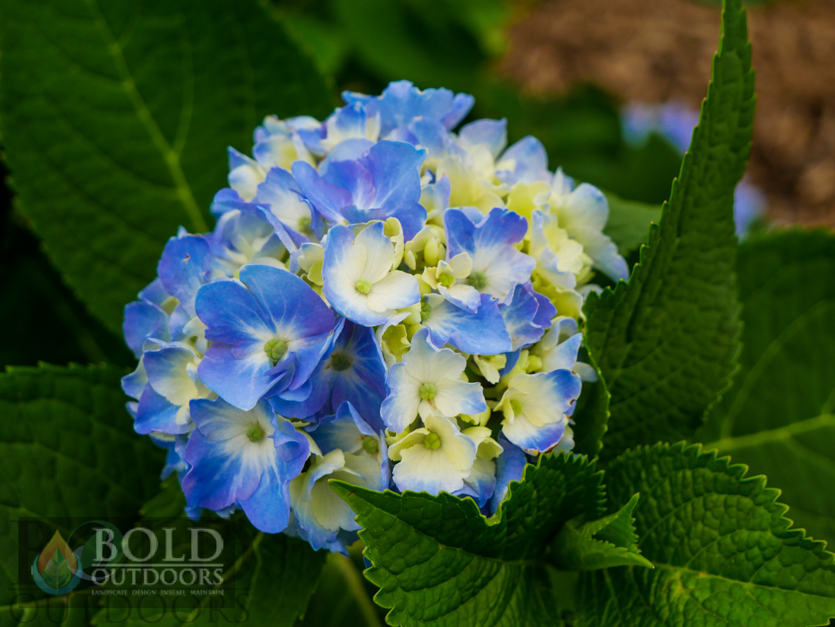 Nantucket Blue Hydrangea