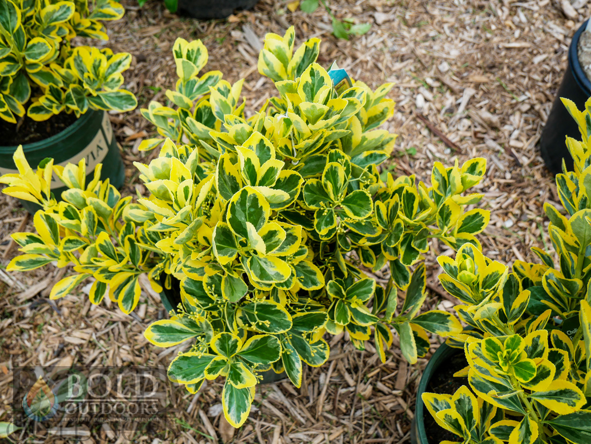 Chollipo Euonymus