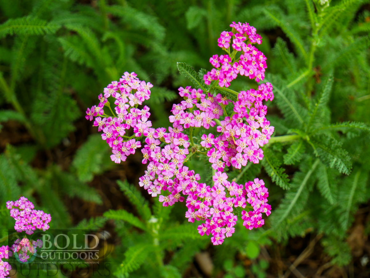 Strawberry Seduction Yarrow