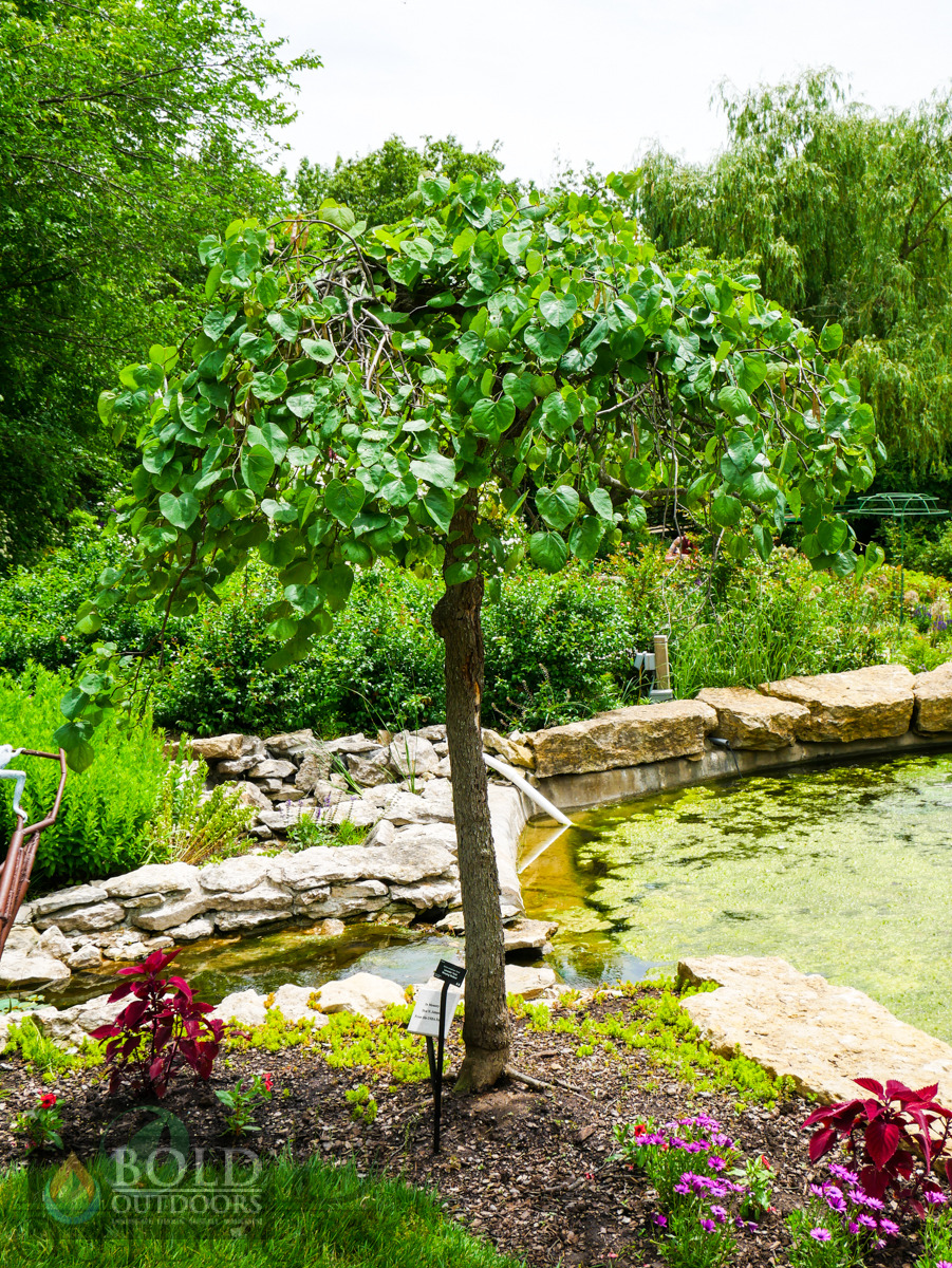 Lavender Twist Weeping Redbud