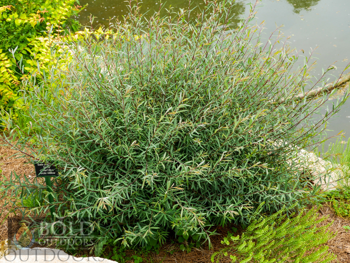 Dwarf Blue Arctic Willow