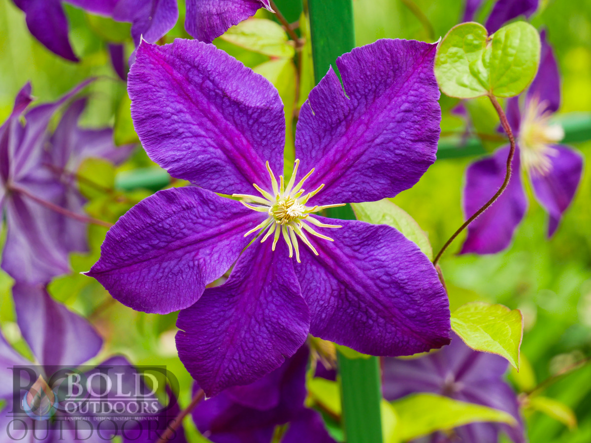 Jackman's Clematis