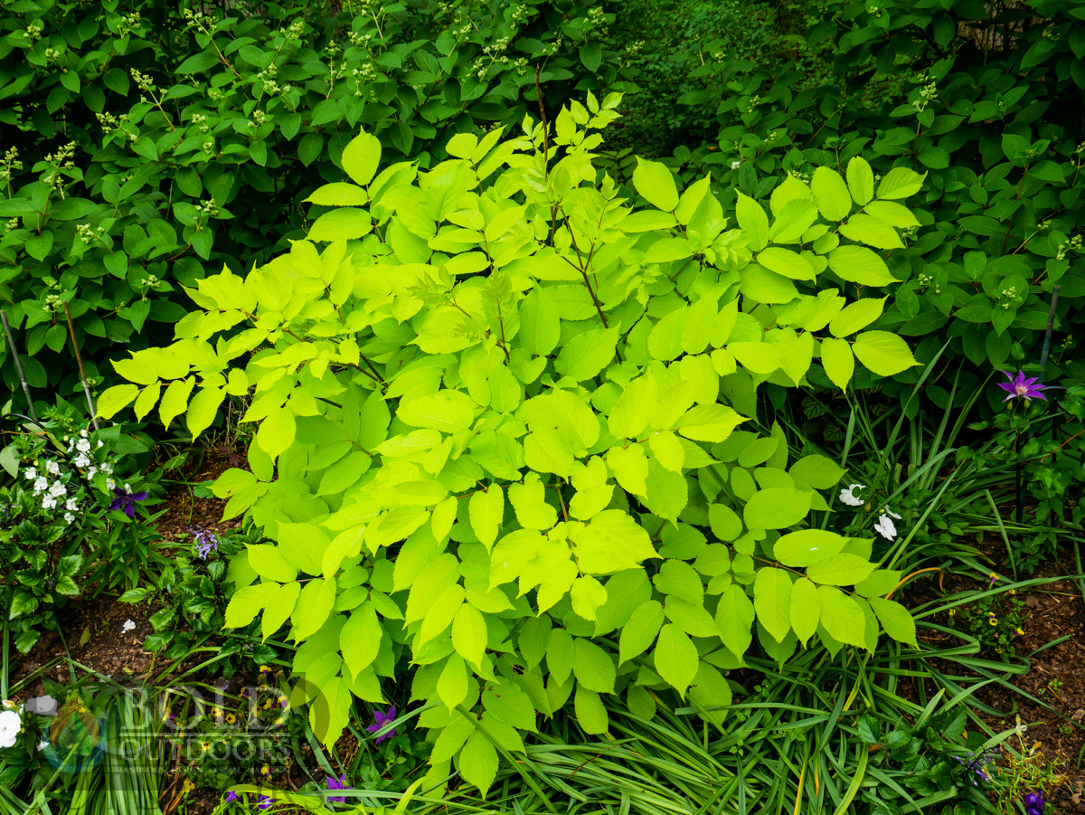 Sun King Spikenard