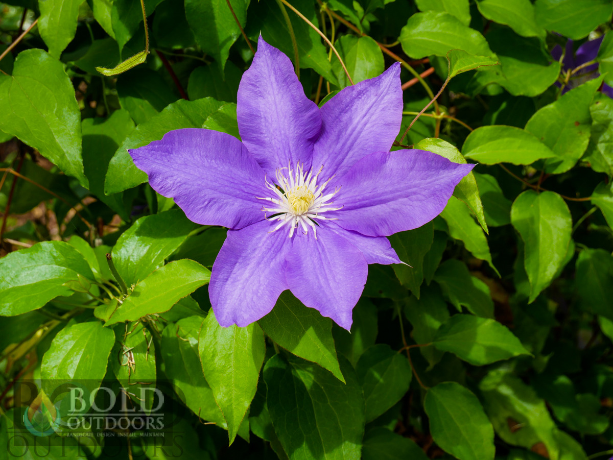 General Sikorski Clematis