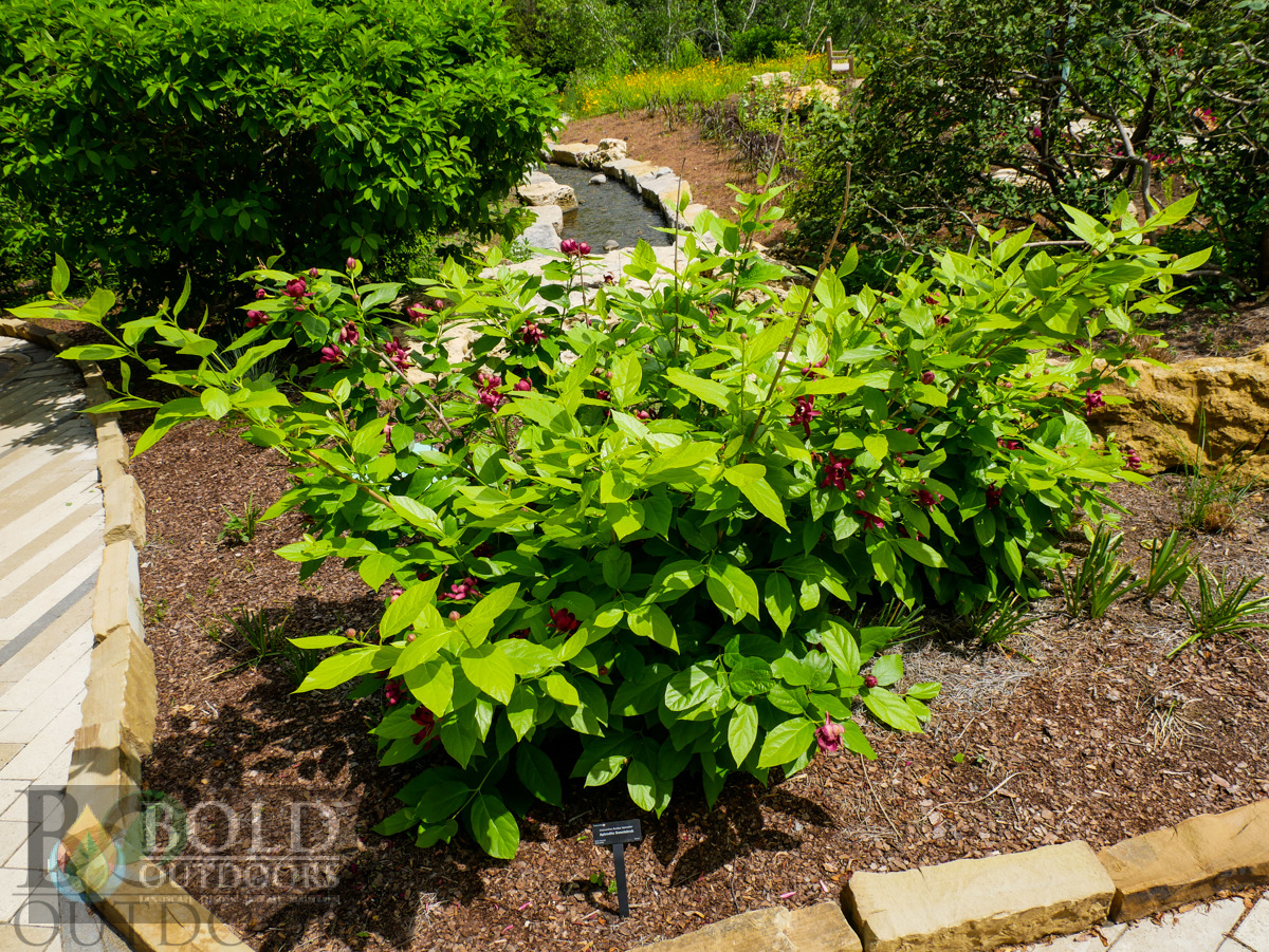 Aphrodite Sweetshrub