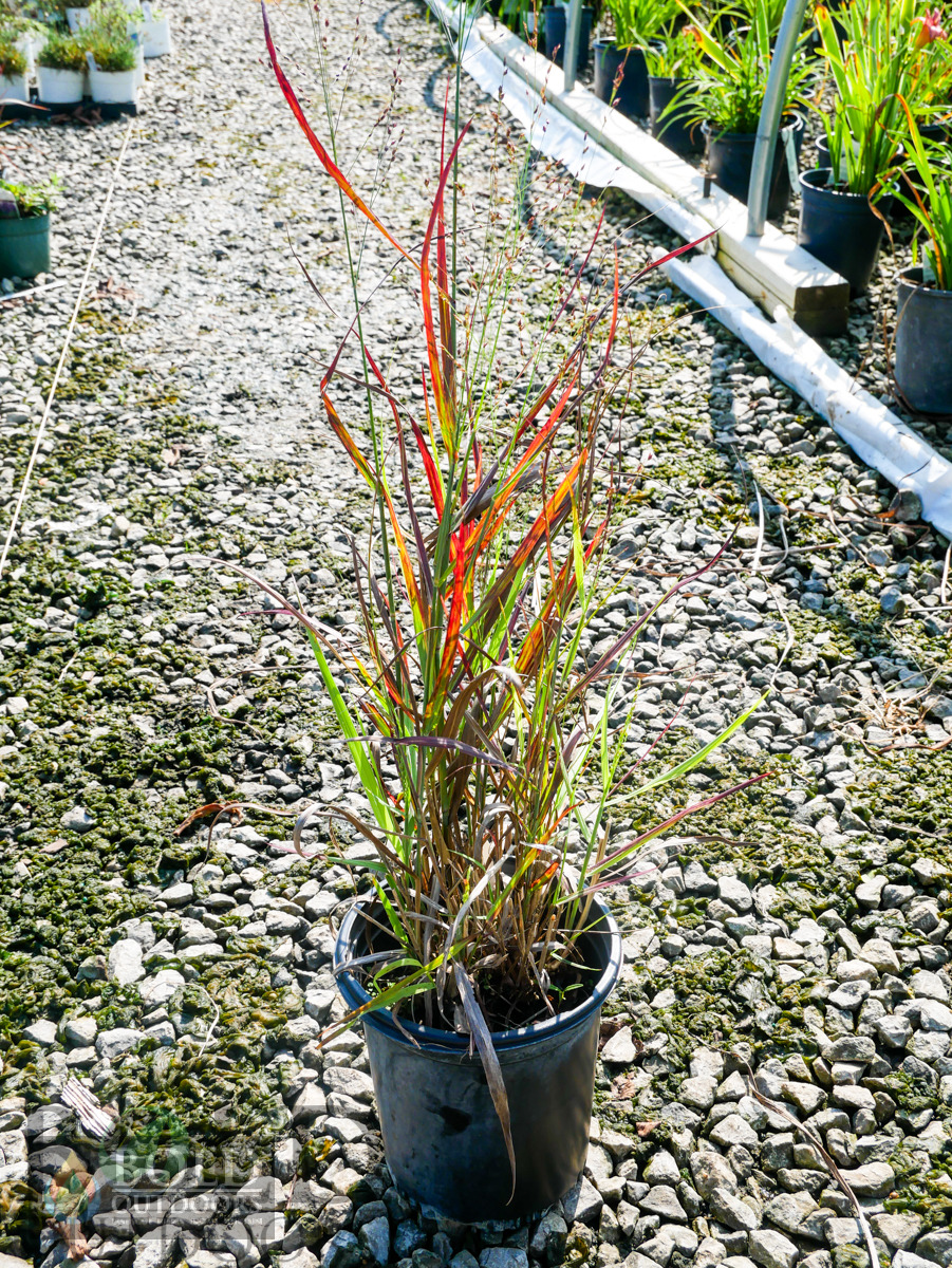 Hot Rod Switch Grass