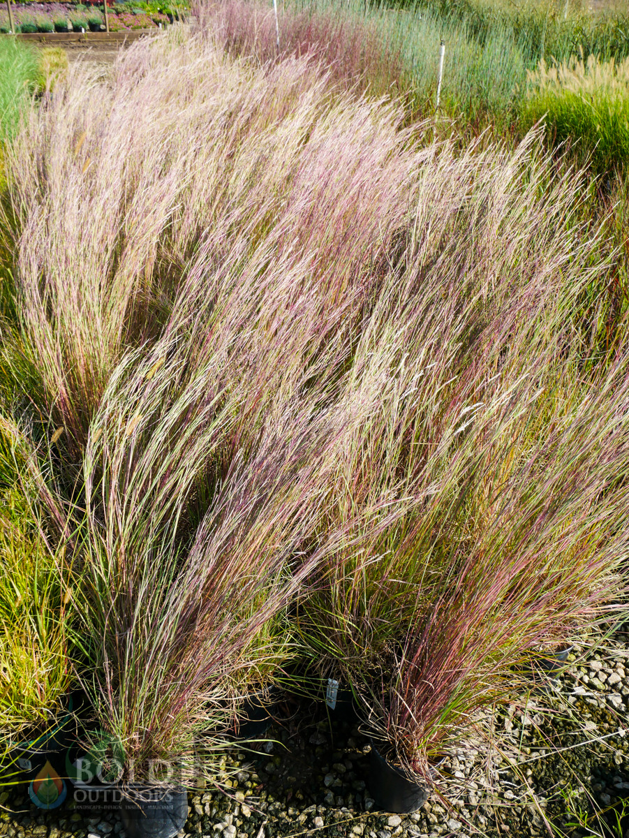 Prairie Blues Little Bluestem