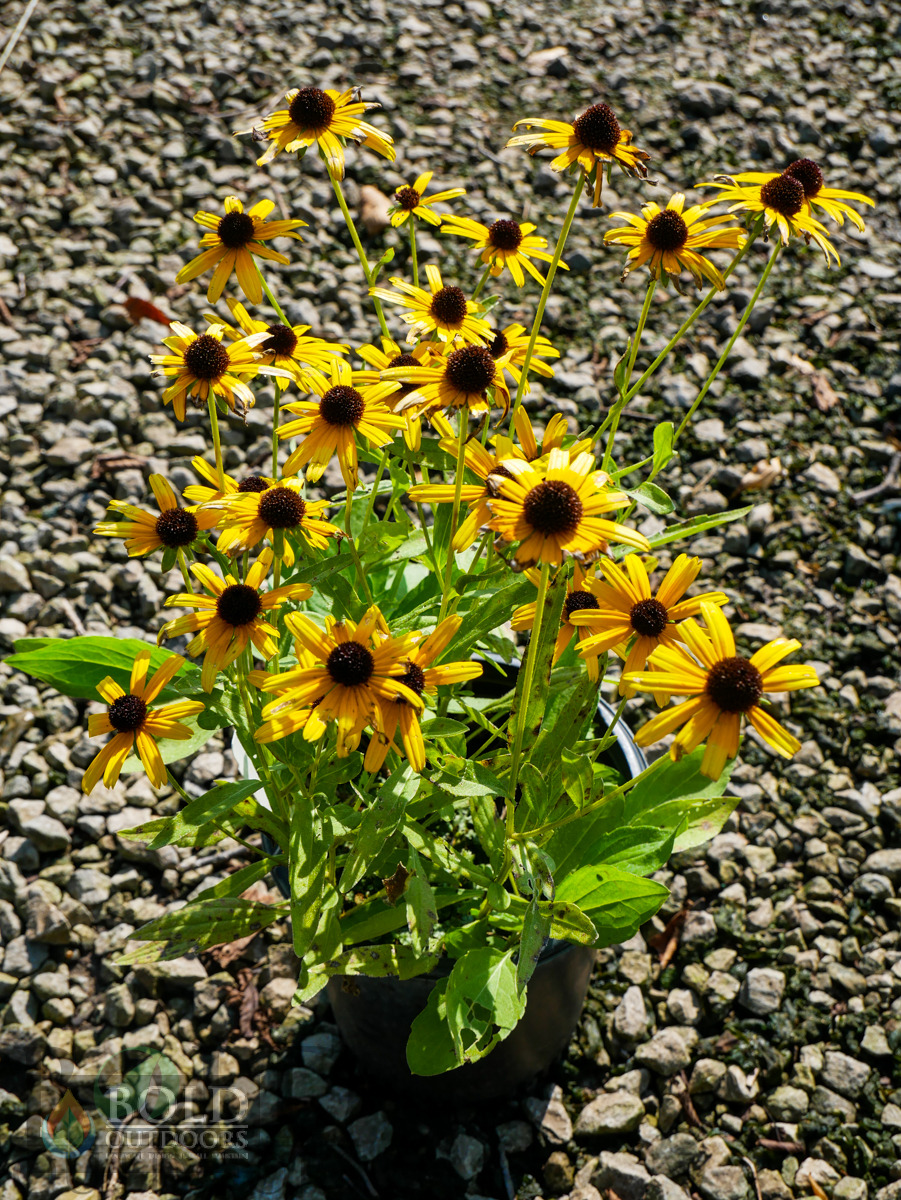 Viette's Little Suzy Black-Eyed Susan