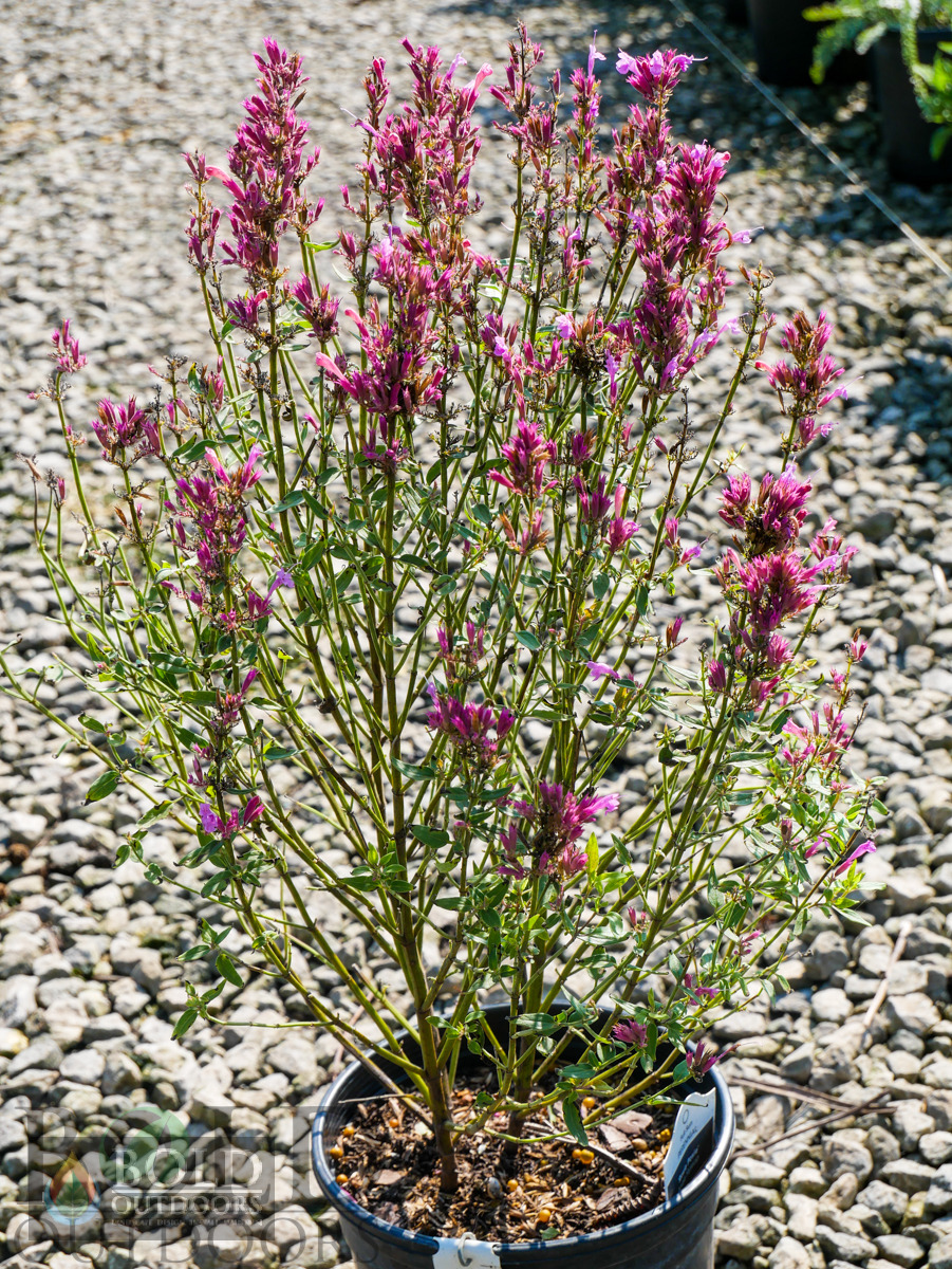 Rosie Posie Hyssop