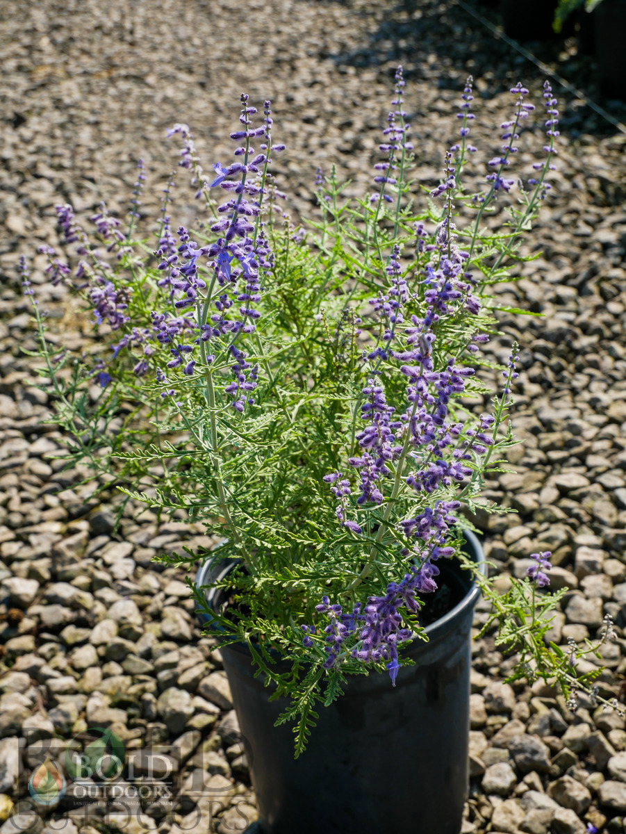 Blue Jean Baby Russian Sage