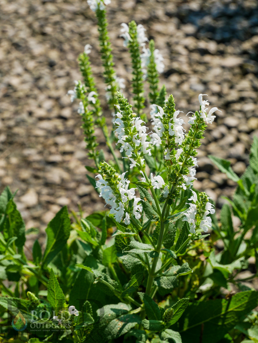 Lyrical White Salvia