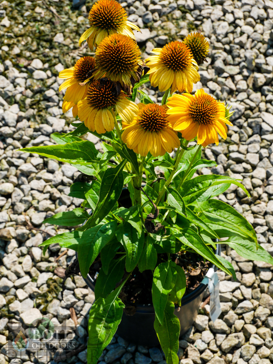 SOMBRERO® Granada Gold Coneflower