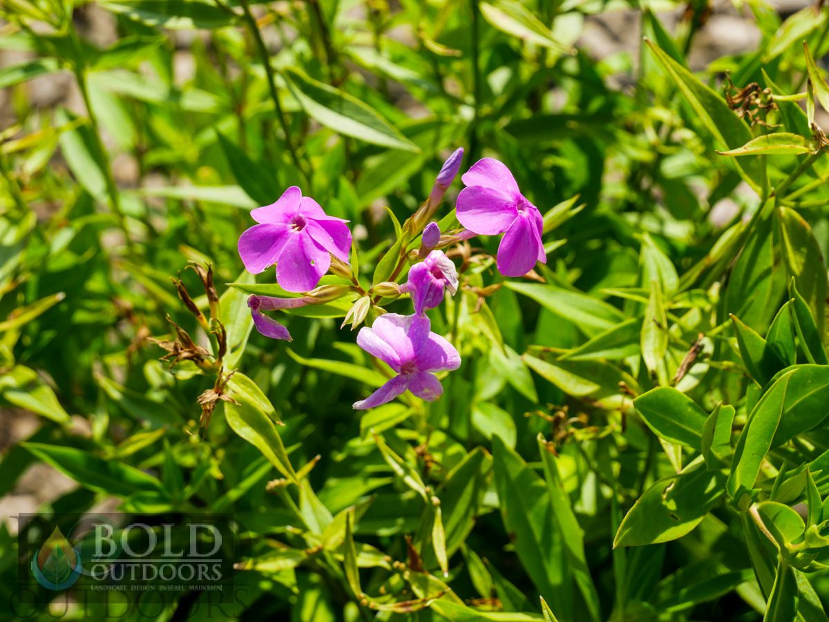 Forever Pink Phlox