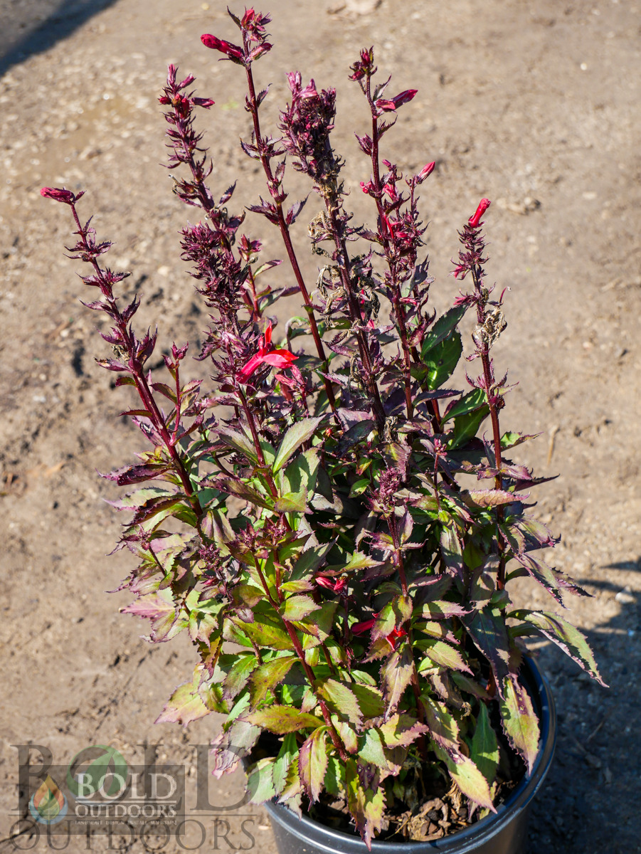 Starship Scarlet Cardinal Flower