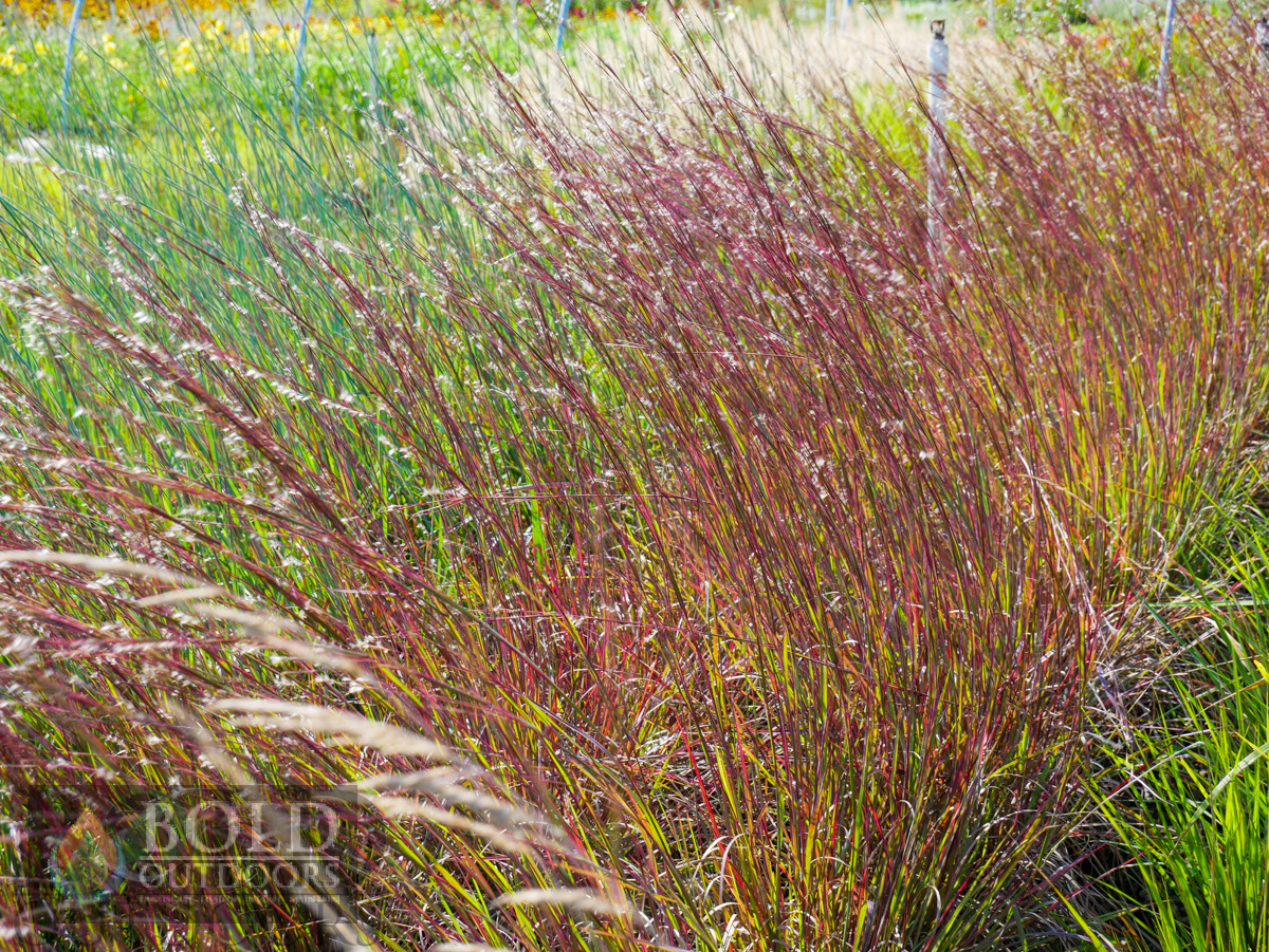 Blue Heaven Little Bluestem