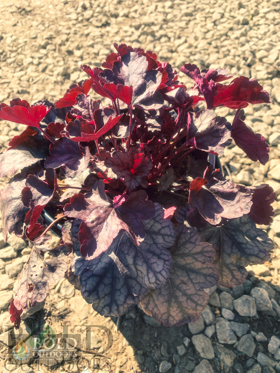 Silver Scrolls Coralbells