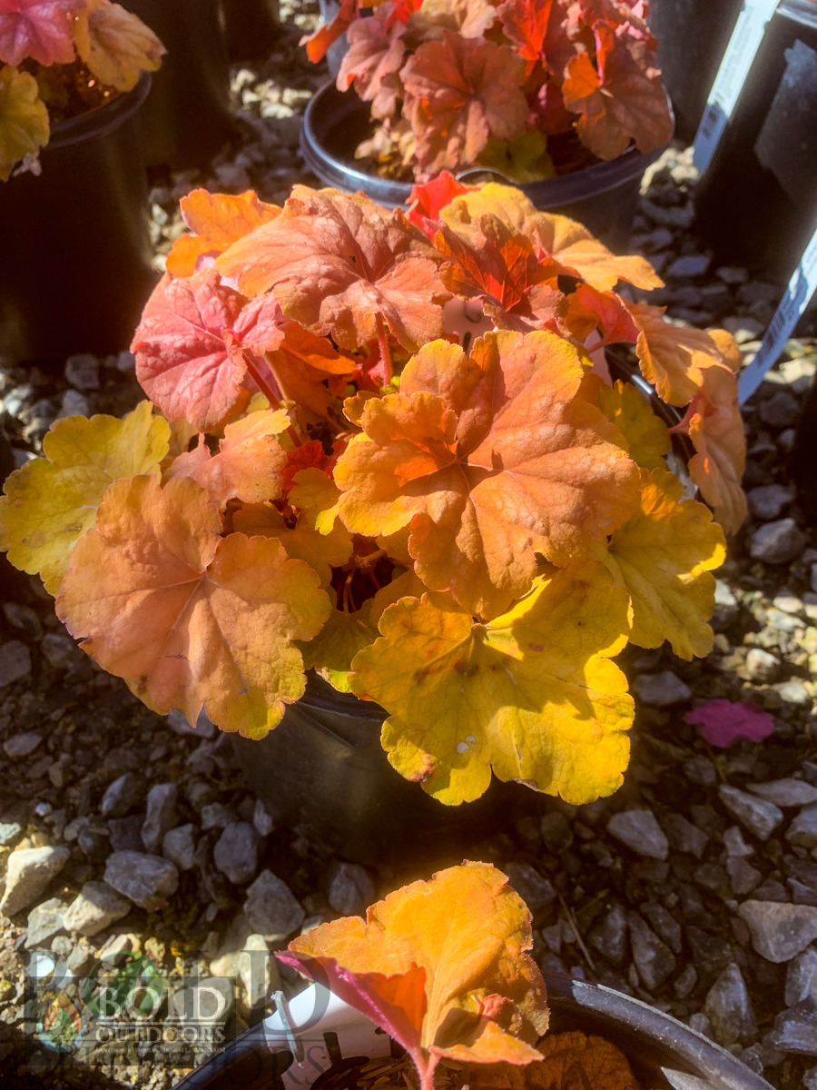 Champagne Coralbells