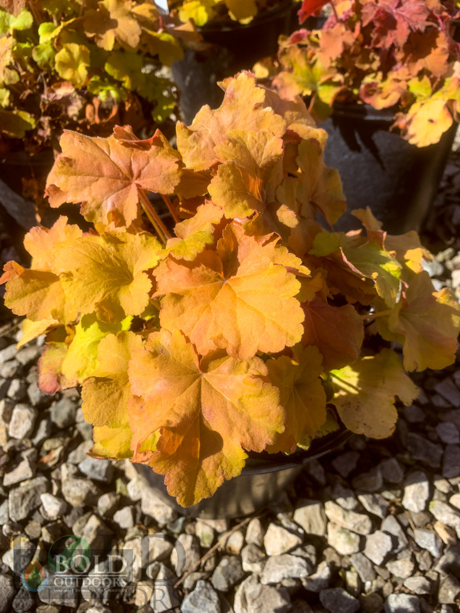 Caramel Coralbells
