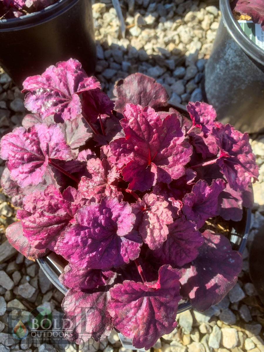 Electric Plum Coralbells