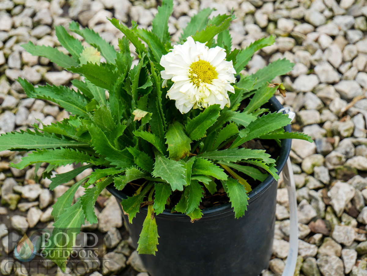 Real Dream Shasta Daisy