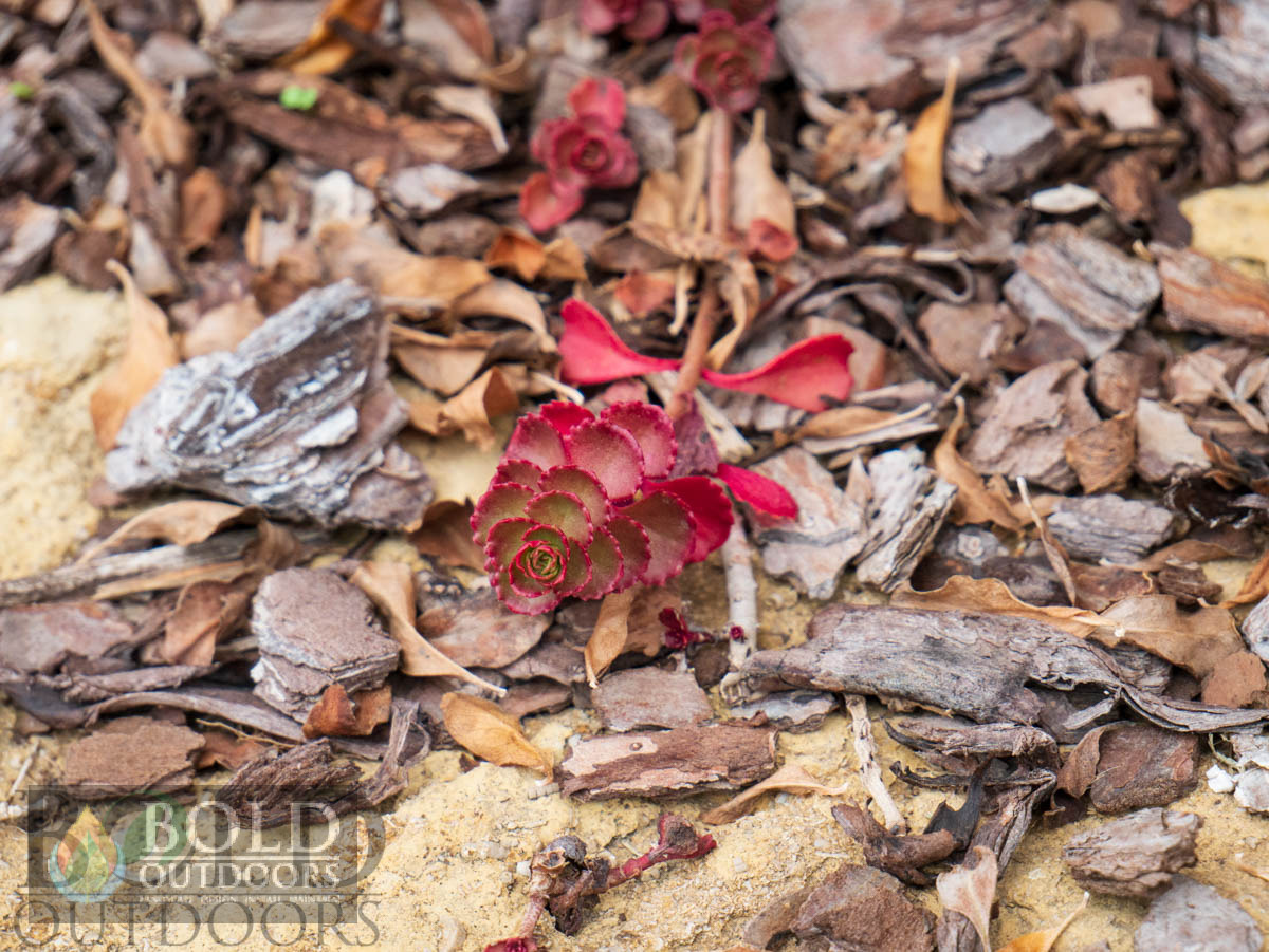 Voodoo Sedum