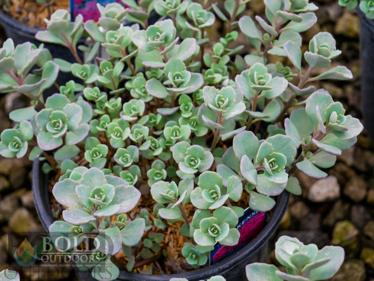 Lidakense Sedum
