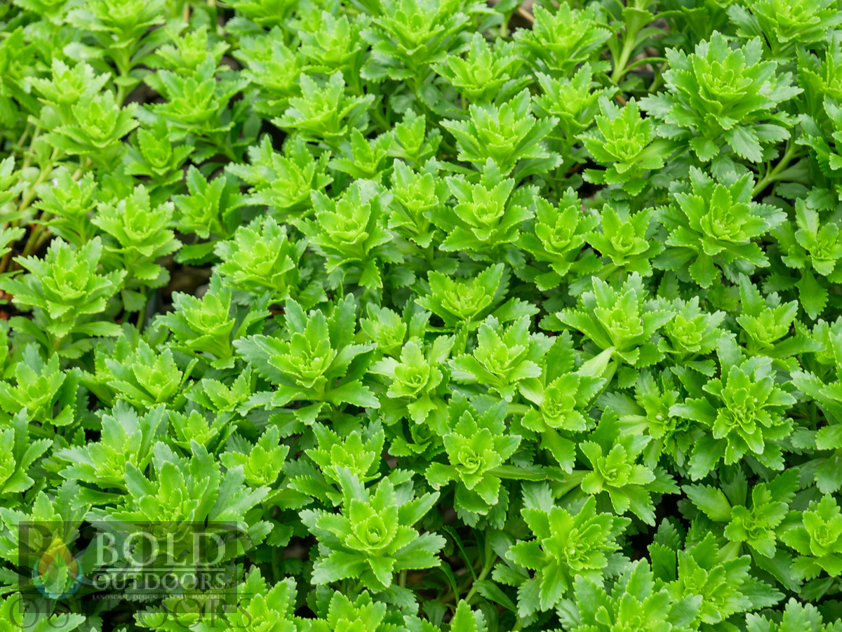 Phedimus Sedum