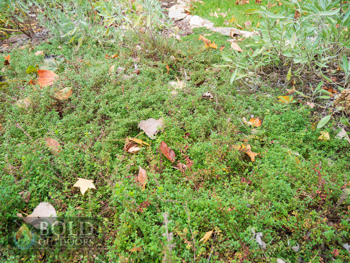 Common Thyme