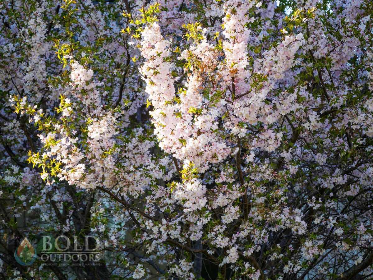 Autumn Flowering Higan Cherry