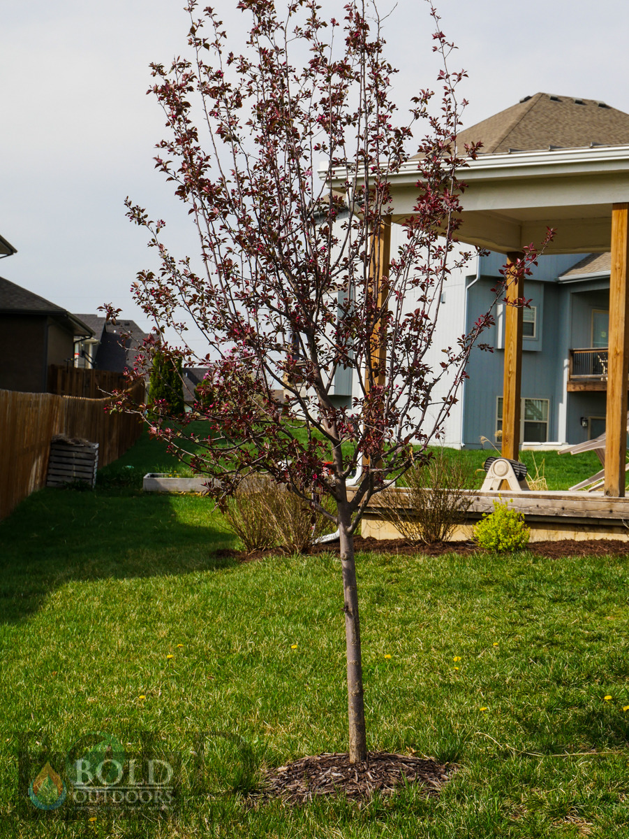 Purple Prince Crabapple