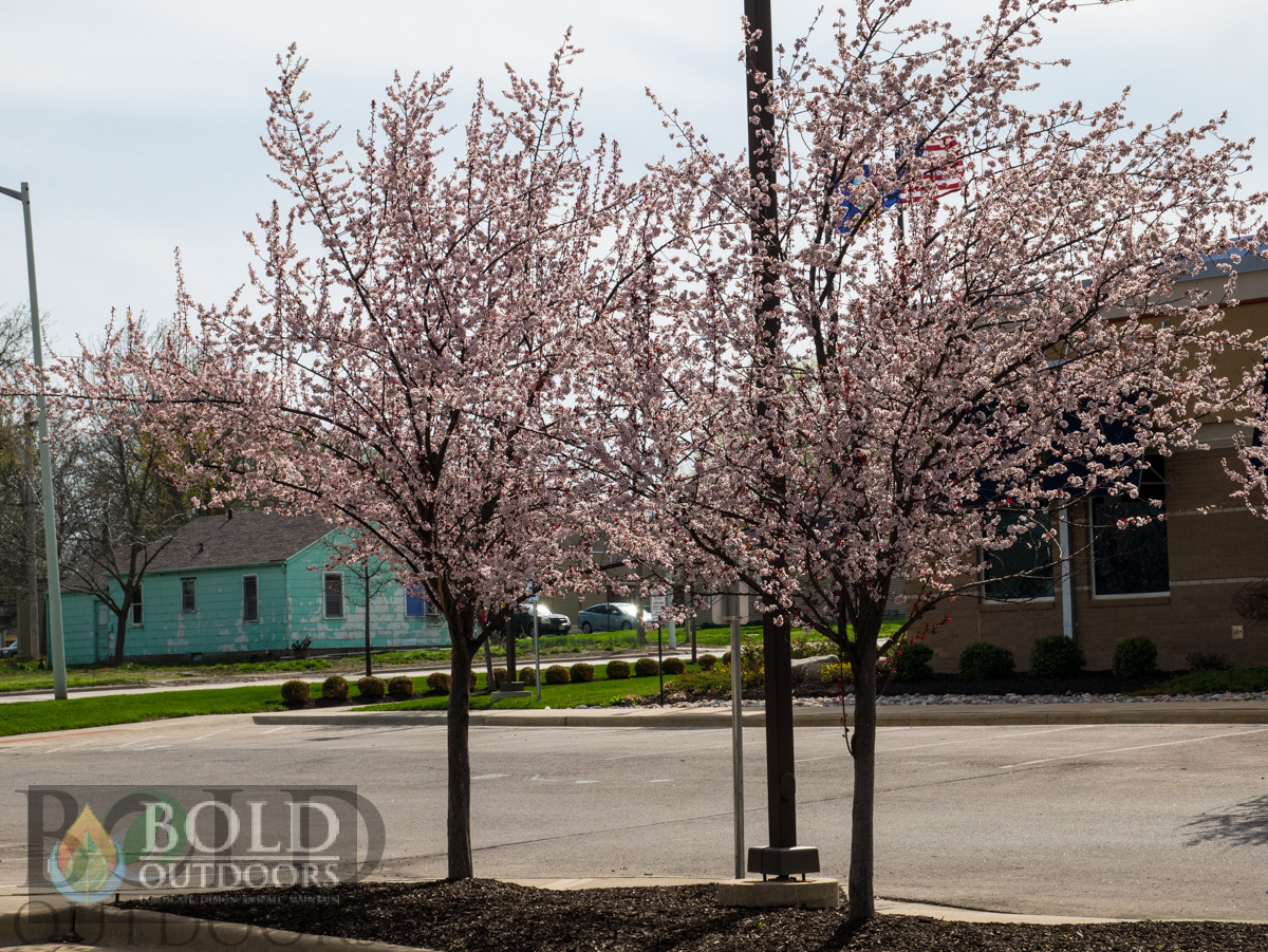 Newport Plum