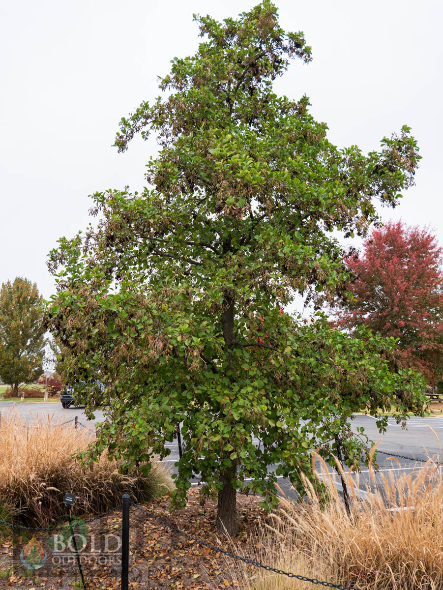 European Alder
