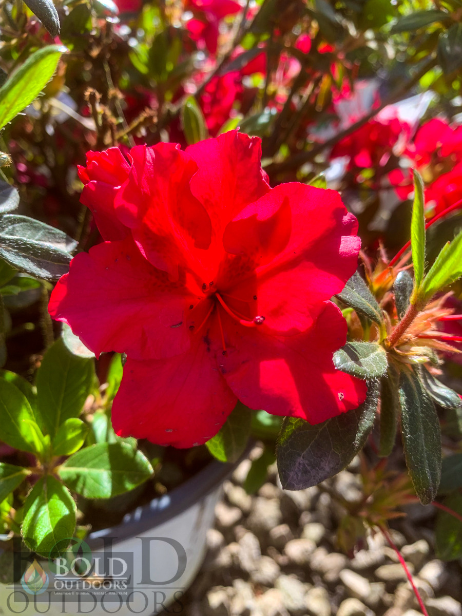 Bloom-A-Thon Red Reblooming Azalea