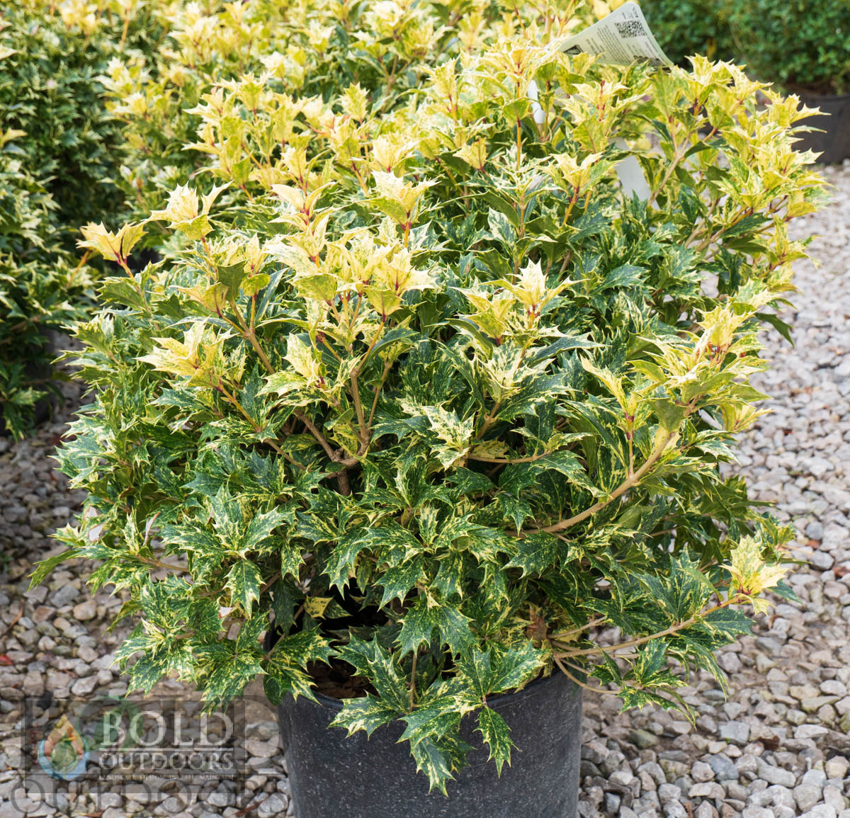 Goshiki False Holly